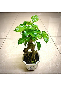 Cây hạnh phúc bonsai cao 25-30cm