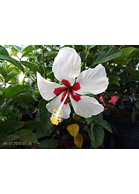 Cây Hoa Dâm Bụt Trắng - cây cảnh vườn + Tặng phân bón cho cây mau lớn