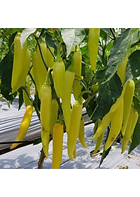 Hạt giống Ớt sừng vàng da bóng trái sai và to đều VTP88