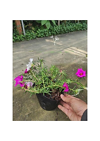 Cây hoa mười giờ mỹ - cây cảnh vườn + tặng phân bón cho cây