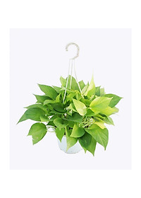 Cây trầu bà vàng - cây cảnh để trong nhà + tặng phân bón cho cây