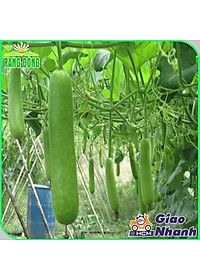 Hạt Giống Bầu Sao Lai F1 Trái Dài, Siêu Đậu Trái, Dễ Trồng - Hạt giống Rạng Đông