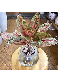 Cây Thịnh Vượng - cây cảnh để bàn + tặng phân bón cho cây