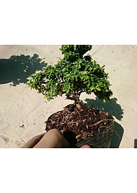 Cây Linh Sam Bonsai - cây cảnh bonsai + tặng phân bón cho cây