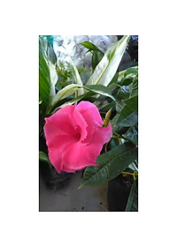 product-img-0