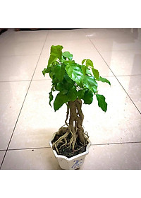 Cây hạnh phúc bonsai cao 25-30cm - cây cảnh để bàn