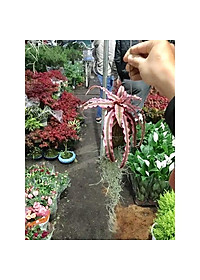 Bộ cây không khí treo - cây cảnh mini