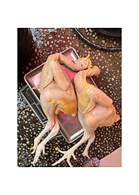 GÀ ta thả vườn con gà có đầu, có chân không lòng (giao tphcm)