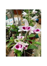 product-img-8
