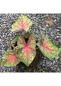 Cây môn đốm đỏ - Cây cảnh để bàn + tặng phân bón cho cây