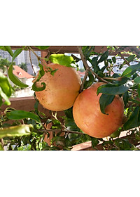 product-img-11