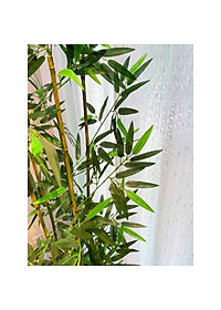 product-img-2