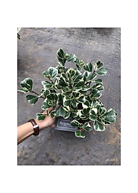 Cây BÀNG CẨM THẠCH - Bàng Trái Tim Mini để bàn