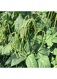 Hạt Giống Đậu Đũa Ngọt Lùn Rado 757