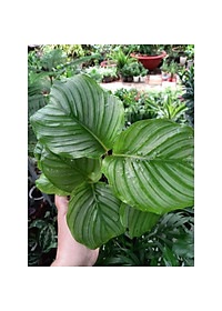 Cây đuôi công táo - cây cảnh để bàn + tặng phân bón cho cây