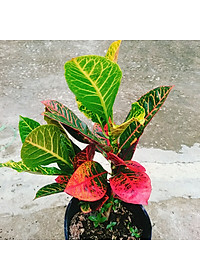 Cây Lá Màu Coton - cây cảnh để bàn + Tặng phân bón cho cây