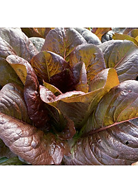 Hạt giống xà lách Romain đỏ VTS143