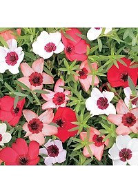 Hạt giống Hoa Lanh nhiều màu VTS189