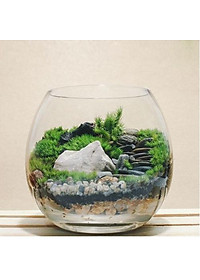 Rêu dùng cho bán cạn, tiểu cảnh (rêu nhung, trác bá, đầu trắng, weeping...)