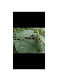 Diệt - Muỗi, Gián, Kiến - Gói FENDONA 10SC 5ml Pet-1989