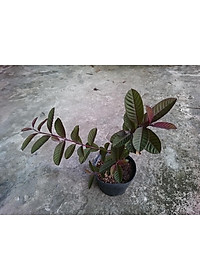 Cây ổi tím Malaysia - cây ăn quả + tặng phân bón cho cây