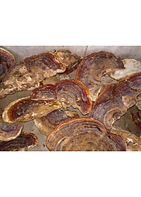 Đặc Sản Kon Tum - Nấm Hồng Chi (Linh Chi Rừng) Việt Nam Hỗ Trợ Hạn Chế U Khối Ác Tính (1Kg) - OCOP 3 Sao