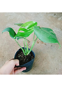 Trầu Bà Lá Xẻ - trầu bà nam mỹ - cây cảnh để trong nhà + tặng phân bón cho cây mau lớn