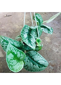 Cây trầu bà pháp - cây cảnh để trong nhà + tặng phân bón cho cây