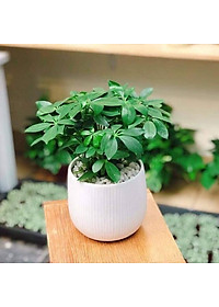 Cây Ngũ Gia Bì - Cây Đuổi Muỗi - cây cảnh để bàn