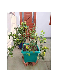 Cây Táo Thái Lan Siêu Trái - cây cảnh vườn