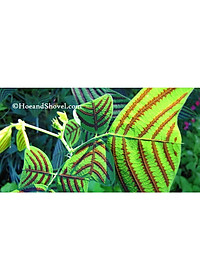 Cây Bướm Xuân - cây cảnh để bàn + tặng phân bón cho cây