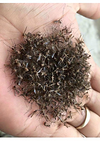 Đèn bắt muỗi thông minh Rạng Đông chính hãng Model: DBM01 5W tiện ích, hạn chế tiếng ồn, sản phẩm TOP của năm. Giá gốc tận xưởng