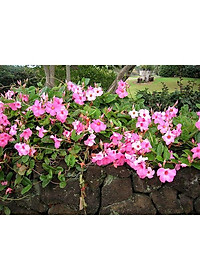 Cây Hồng Anh - cây cảnh vườn - cây trồng ban công + Tặng phân bón cho cây mau lớn