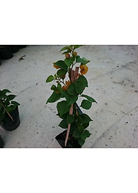 Cây Bông Giấy Vàng - cây cảnh vườn + tặng phân bón cho cây