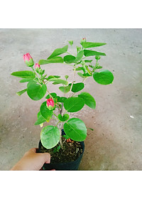 product-img-5