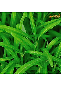 HẠT GIỐNG RAU MUỐNG LÁ TRE RADO 12