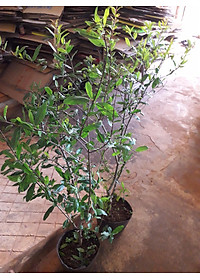 product-img-6