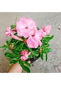 Cây Hoa Sứ Kỳ Duyên - cây cảnh để bàn + tặng phân bón cho cây