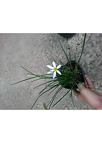 Cây huệ mưa (trắng) - cây cảnh vườn + tặng phân bón cho cây