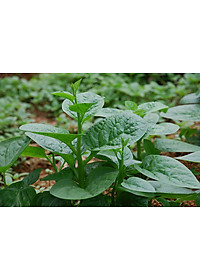 Bộ 2 Gói Hạt Giống Mồng Tơi Cao Sản Phú Nông (20g / Gói)