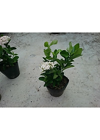 Cây Mẫu Đơn Trắng (Lá Trung) - cây bông trang trắng - cây cảnh vườn + tặng phân bón cho cây