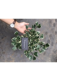 Cây BÀNG CẨM THẠCH - Bàng Trái Tim Mini để bàn