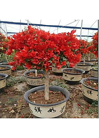 Cây Hoa Giấy Đỏ Lửa - cây cảnh để bàn + tặng phân bón cho cây