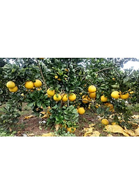 product-img-22