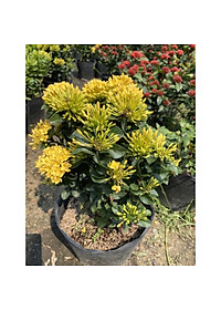 Cây Mẫu Đơn Vàng ( Cây Bông Trang Vàng ) - Cây cảnh vườn + Tặng phân bón cho cây