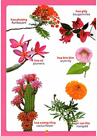 Sách Từ Điển Bằng Hình - Hoa, Quả, Rau, Củ