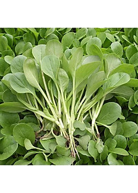 Hạt Giống Cây Rau Cải Ngọt - 20 Gram