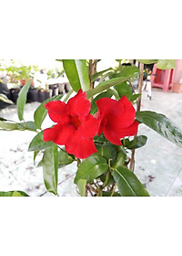 Cây huỳnh anh đỏ ( cây trang đài leo ) - cây cảnh sân vườn - tặng phân bón cho cây