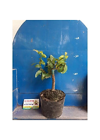 product-img-6