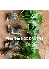 Viên Nén Xơ Dừa Trồng Ngó Dâu Thông Minh SGS (set 100 viên) đã bao gồm phân bón hữu cơ cho cây phát triển tốt trong 30 ngày